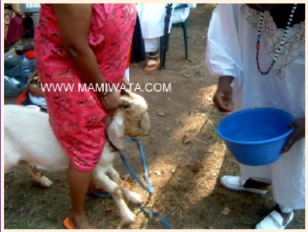 Photo of Traditional Animal Sacrifice.