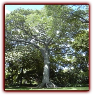 Silk Cotton Tree.